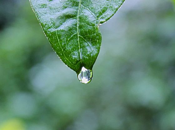 jardin eau de pluie