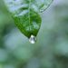 L’eau de pluie contient tout ce dont votre jardin a besoin !